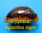 Cypraea eglantina niger